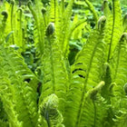 Vibrant lime-green Glade Fern fronds with feathery textures and coiled tips