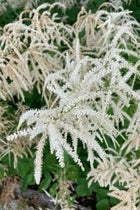 Goats beard plant with feathery white flower clusters and delicate bracts