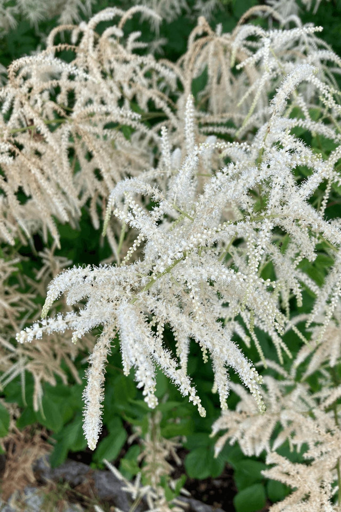 Goats beard plant with feathery white flower clusters and delicate bracts