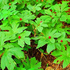 Vibrant red berries on lush green Goldenseal plant leaves