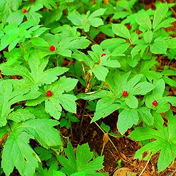 Vibrant red berries on lush green Goldenseal plant leaves