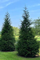Two Green Giant Arborvitae trees with dense dark green foliage on lawn