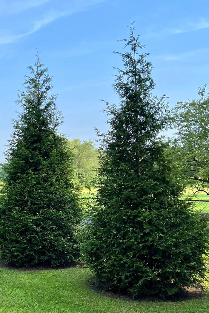 Two Green Giant Arborvitae trees with dense dark green foliage on lawn