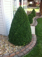 Lush Green Mountain Boxwood conical topiary bush with dense green foliage