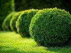 Lush spherical Green Velvet Boxwood hedge with dense trimmed foliage