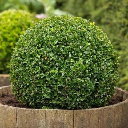 Green Velvet Boxwood lush spherical topiary in rustic wooden barrel