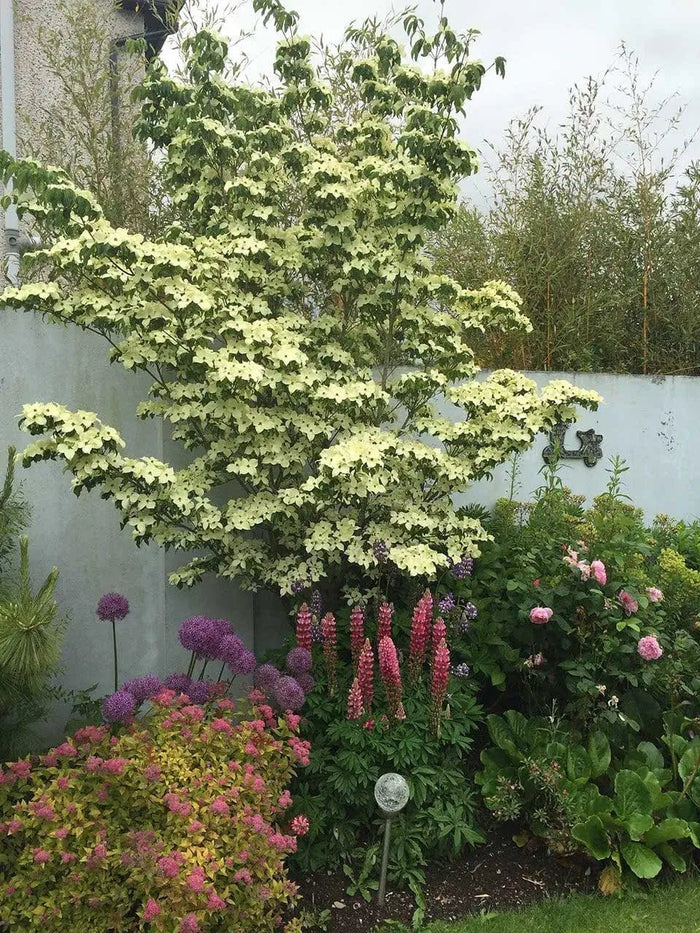 Greensleeves Kousa Dogwood tree with lush white blossoms in garden
