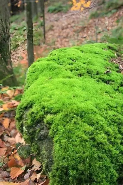 Vibrant Haircap Moss: green moss-covered rock in forest