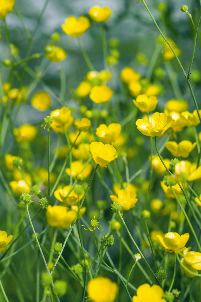 Hairy Buttercup: field of bright yellow flowers with green stems and buds