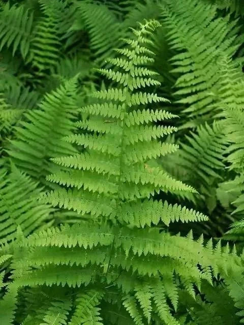 Lush Hay Scented Fern fronds with vibrant green feathery leaves