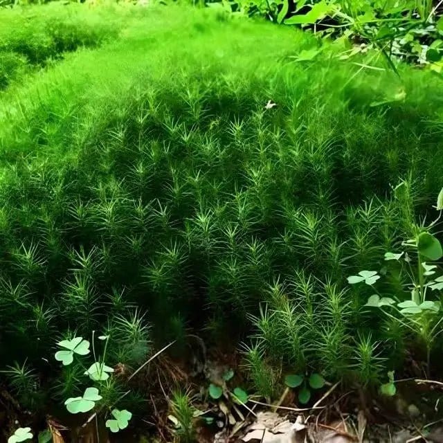Vibrant Hedwigia Ciliate Moss with spiky textures and dense carpet growth