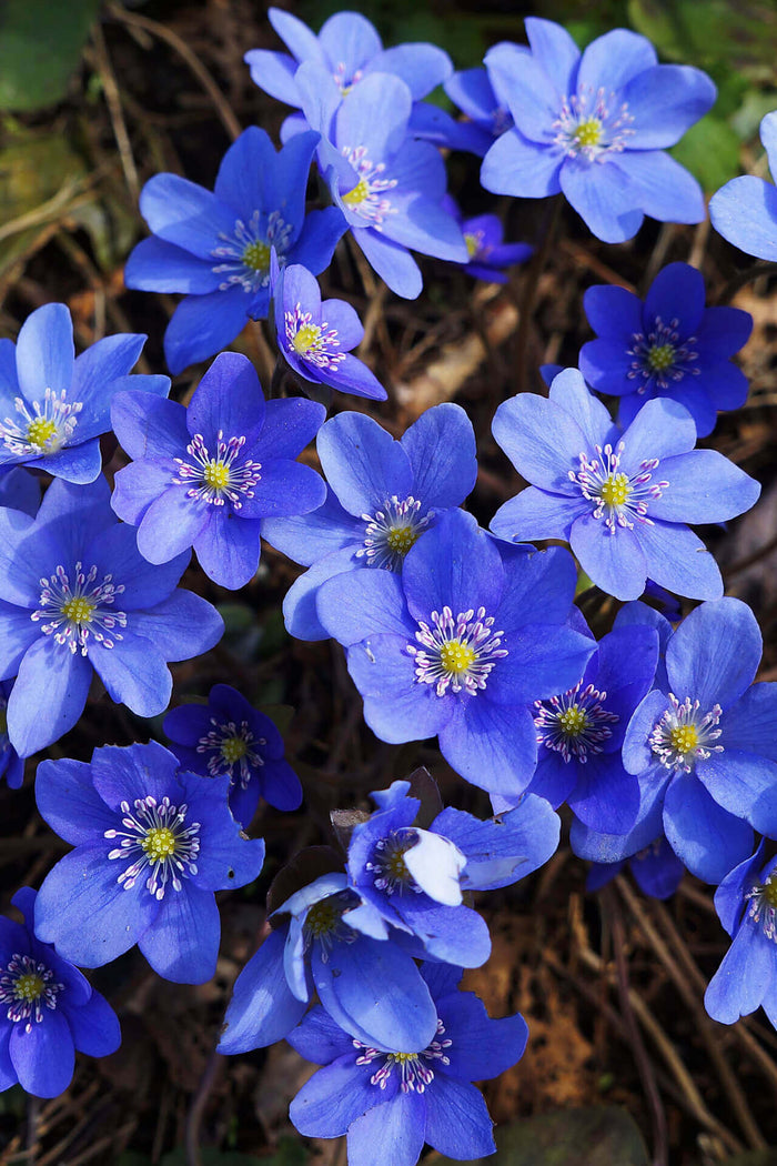Vibrant blue Hepatica Liverleaf flowers with delicate petals and yellow centers