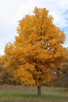 Majestic golden maple tree with dense vibrant autumn canopy against blue sky