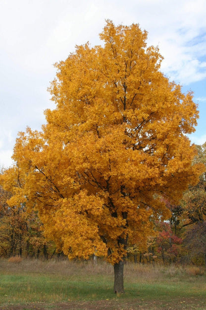 Majestic golden maple tree with dense vibrant autumn canopy against blue sky