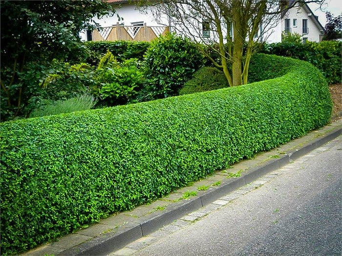 Hills Privet 3-4 inch lush green hedge with curved trimmed shape along road