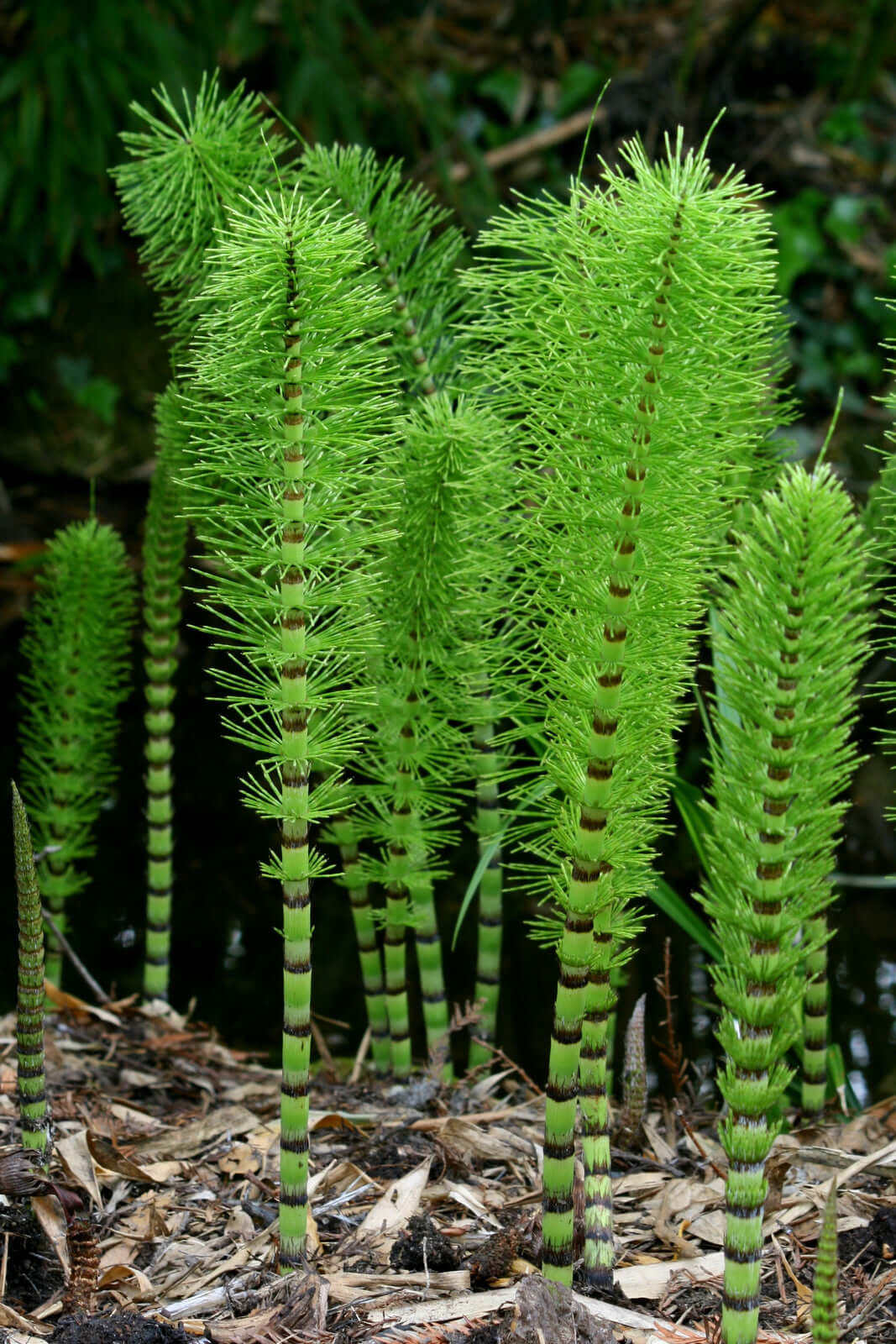 Horestail - Equisetum - Package of 25 Plants