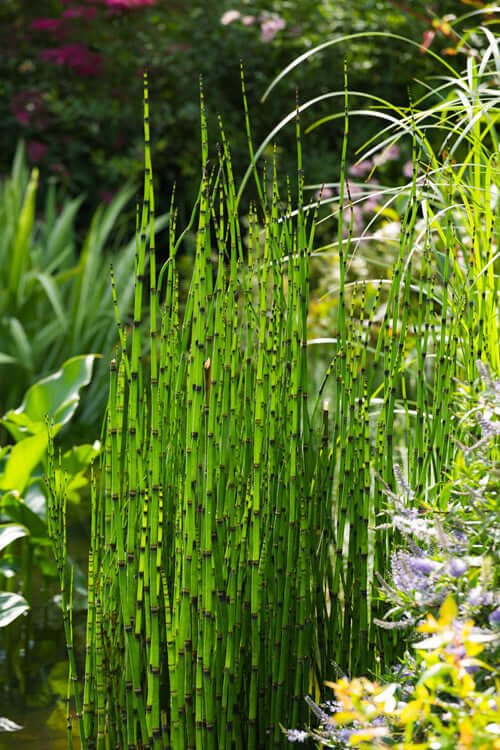 Horestail - Equisetum - Package of 25 Plants