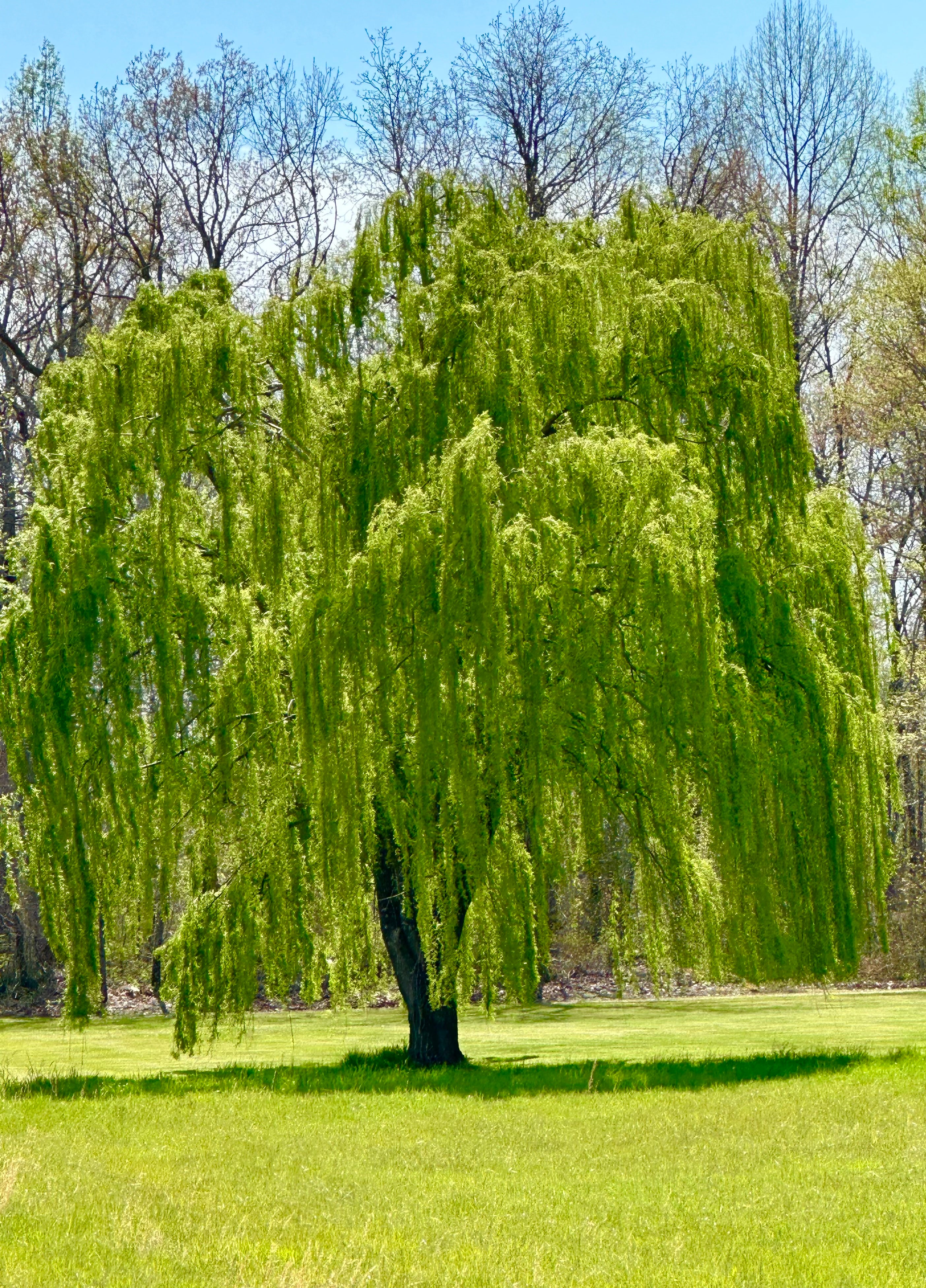 weeping willow tree