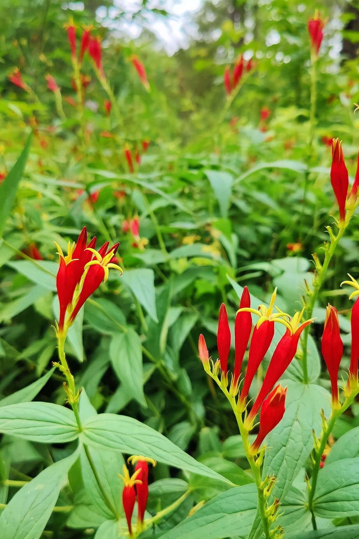Vibrant Indian Pink Spigelia red flowers with yellow centers in lush green foliage