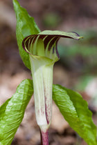 Striking green and maroon striped Jack in the Pulpit arum lily flower