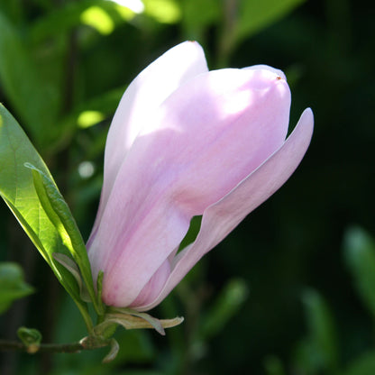 Magnolia Jane Tree 1 Gal. 2-3