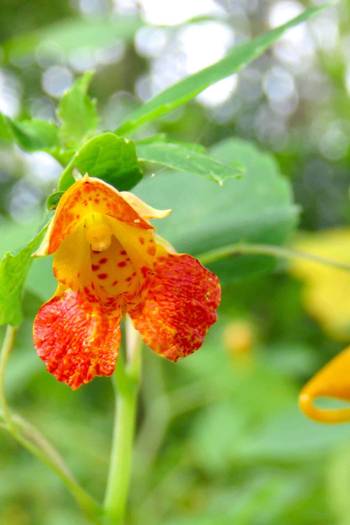 Vibrant Jewelweed flower with orange-yellow petals, red speckles, green foliage