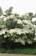 Lush Kousa dogwood tree with dense white blossoms and dark green foliage