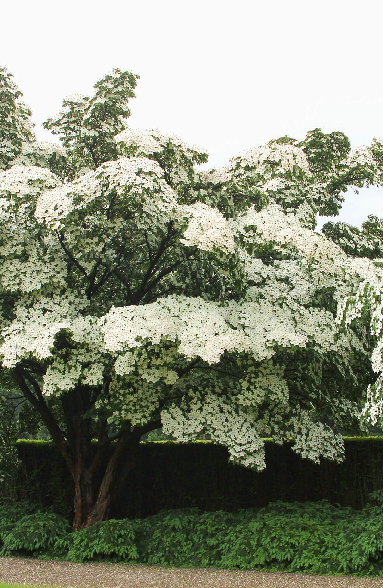Lush Kousa dogwood tree with dense white blossoms and dark green foliage