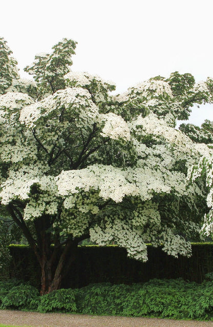 Lush Kousa dogwood tree with dense white blossoms and dark green foliage
