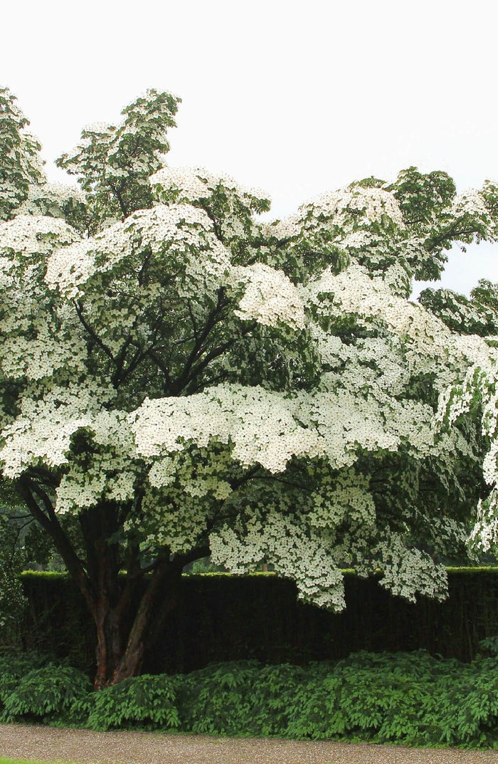 Lush Kousa dogwood tree with dense white blossoms and dark green foliage