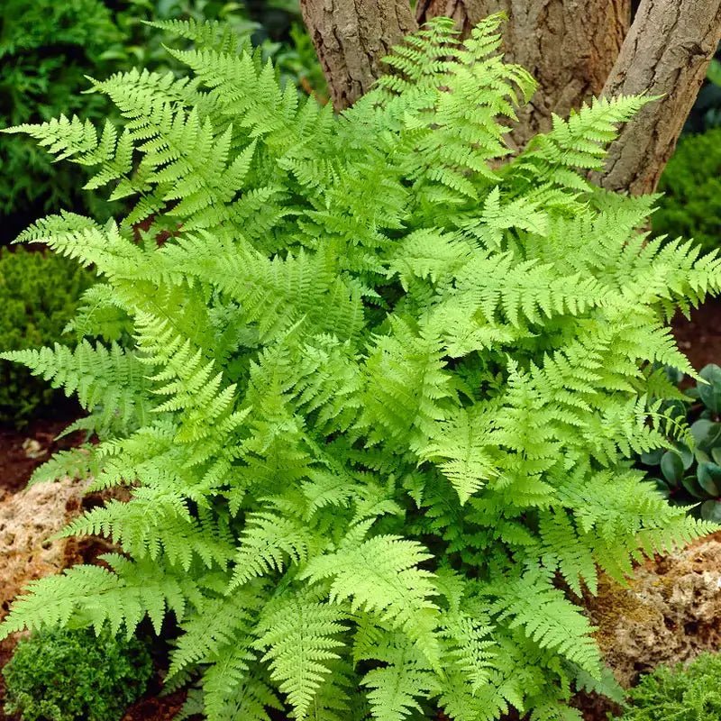 Lady Fern