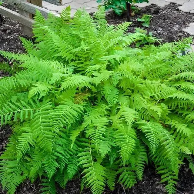 Garden Plants Nursery Lady Fern