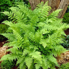 Lush Lady Fern with vibrant green, feathery fronds in woodland style