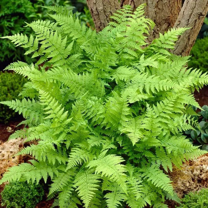 Lush Lady Fern with vibrant green, feathery fronds in woodland style