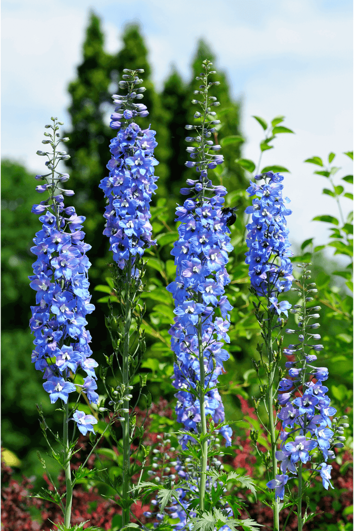Tall vibrant Larkspur Delphinium blue flowers in garden