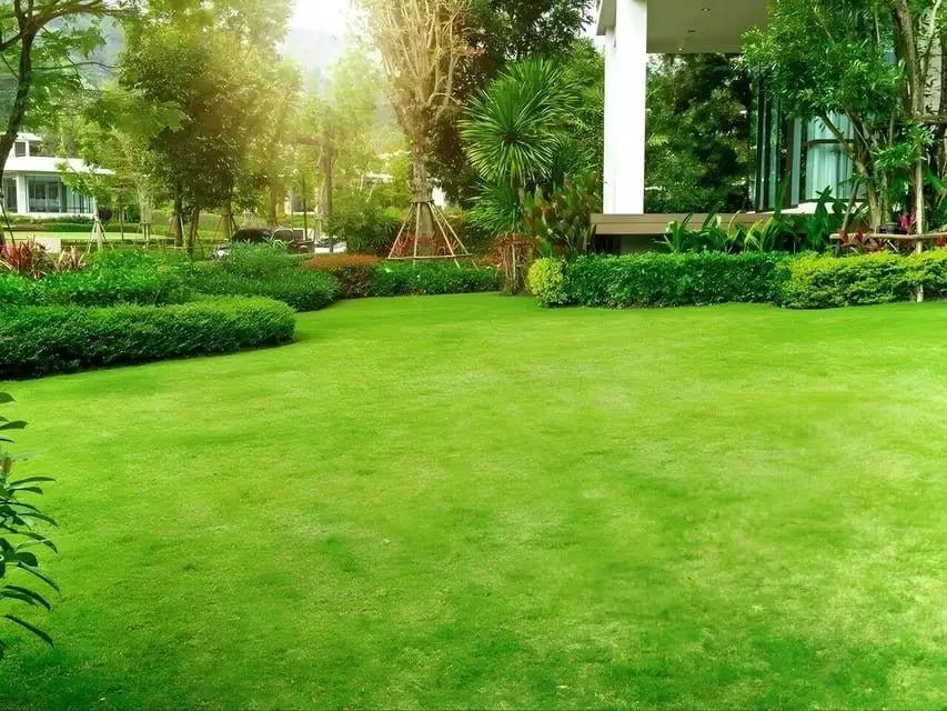 Lush green lawn with trimmed hedges and tropical plants around Lawn Moss white building