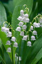 Lily of the valley delicate white bell flowers with dewdrops
