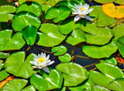 White water lilies with yellow centers on green Lily Pads Nymphaeaceae pond