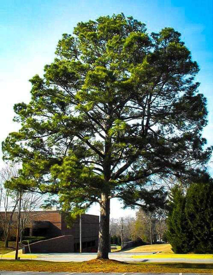 Loblolly pine tree with tall sturdy trunk dense green foliage blue sky