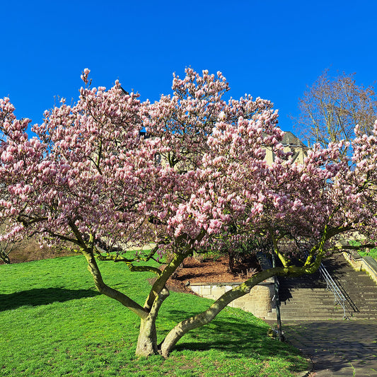 Magnolia Jane Tree 1 Gal. 2-3