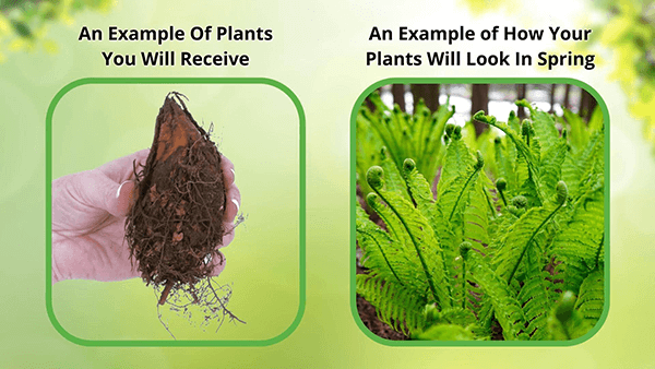 Maidenhair fern root ball held in hand with dark soil and roots