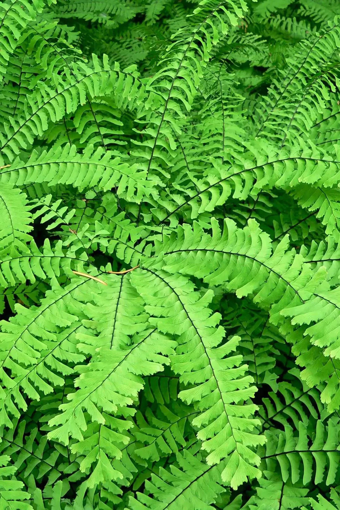 Maidenhair Fern