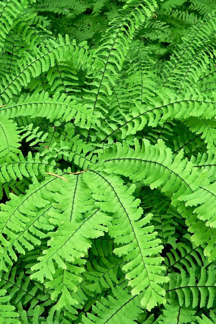 Vibrant Maidenhair fern fronds with feathery leaves and dark veins