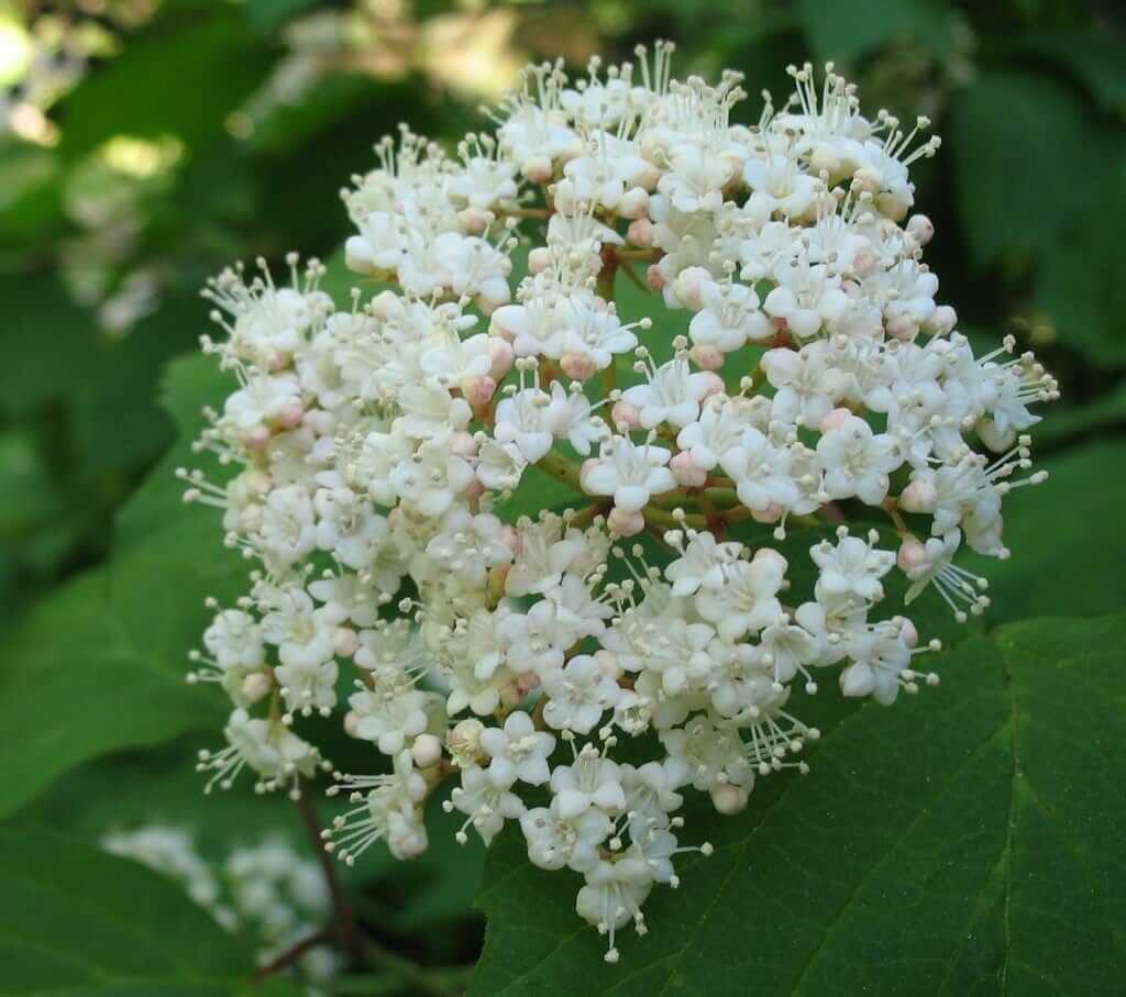 Maple Leaf Viburnum