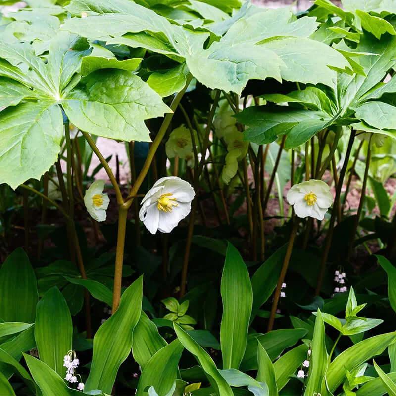 Mayapple