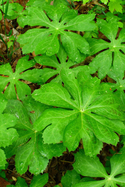 Vibrant green deeply lobed serrated glossy leaves of Mayapple plant