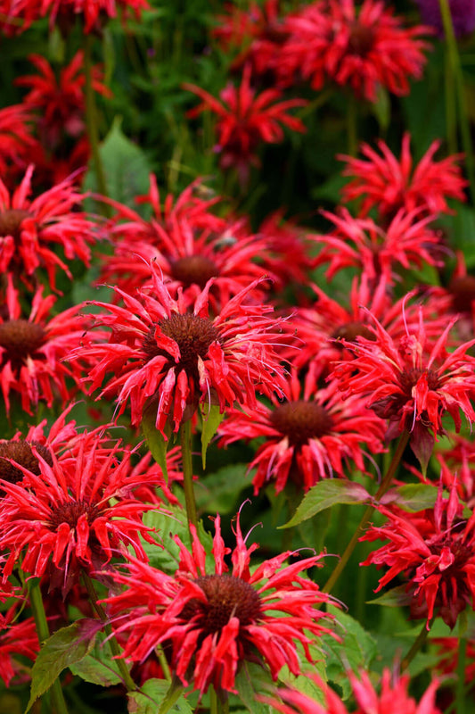 Monarda Bee Balm