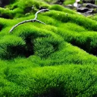 Moss