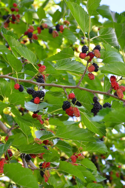 Clusters of ripe and unripe mulberries on Mulberry Tree branch