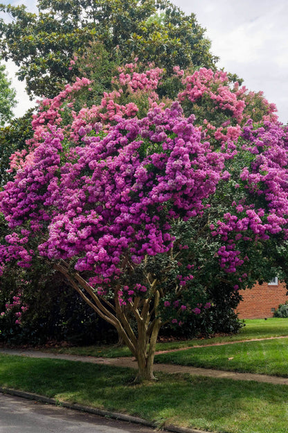 Muskogee Crepe Myrtle purple flowering tree with lush green foliage